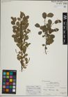Foto von Salix herbacea L. x Salix myrsinites L.
